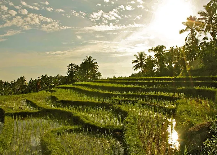 Sarinbuana Eco Blimbing (Bali)