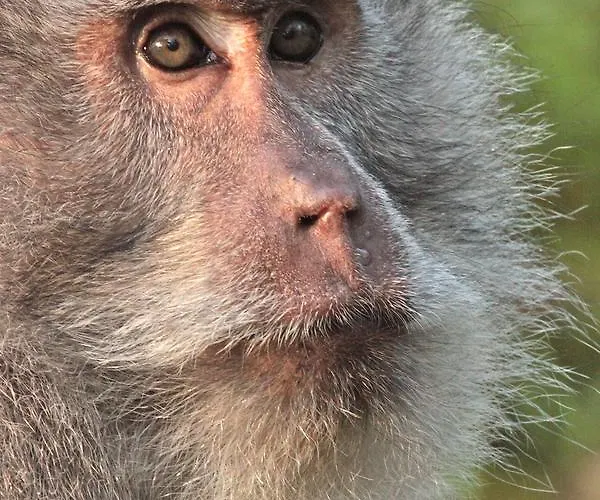 Sarinbuana Eco Blimbing (Bali)